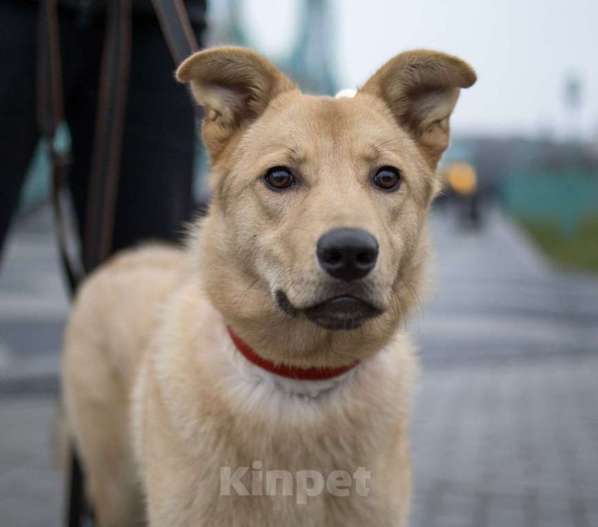 Собаки в Москве: Щенки бесплатно в Москве Девочка, Бесплатно - фото 8