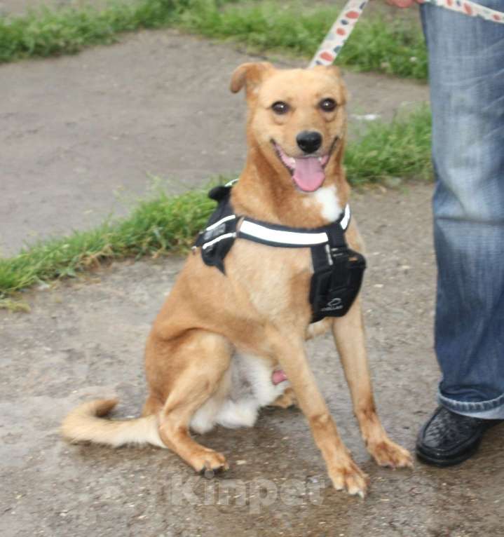 Собаки в Москве: Добрый, жизнерадостный Чук мечтает о родной семье и доме! Мальчик, Бесплатно - фото 3