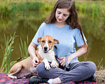 Собаки в Солнечногорске: Небольшая собачка в добрые руки Девочка, Бесплатно - фото 2