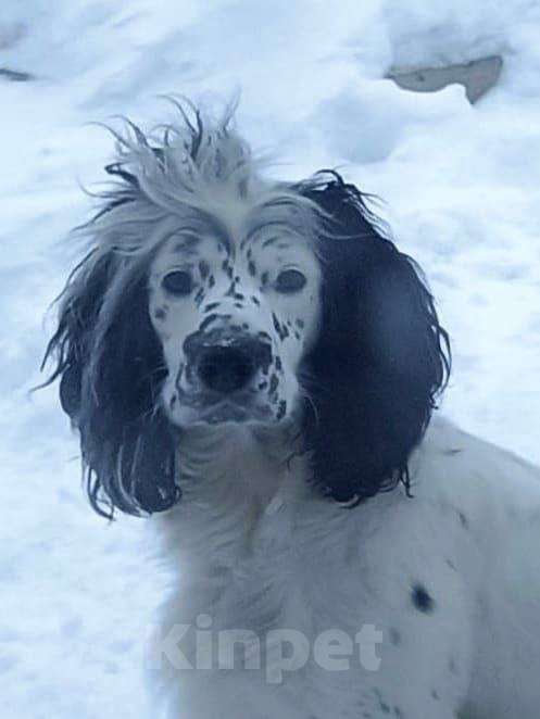 Собаки в Лосином-Петровском: Эммма русский спаниель в добрые руки Девочка, Бесплатно - фото 1