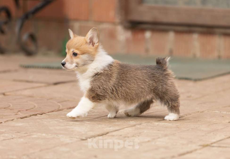 Собаки в Пушкино: Щенки вельш корги Пемброк Девочка, 60 000 руб. - фото 4