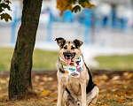 Собаки в Москве: Дэнди ждёт своего человека. Москва, МО Мальчик, Бесплатно - фото 2