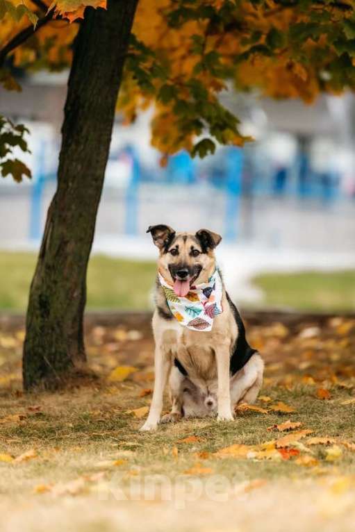 Собаки в Москве: Дэнди ждёт своего человека. Москва, МО Мальчик, Бесплатно - фото 2