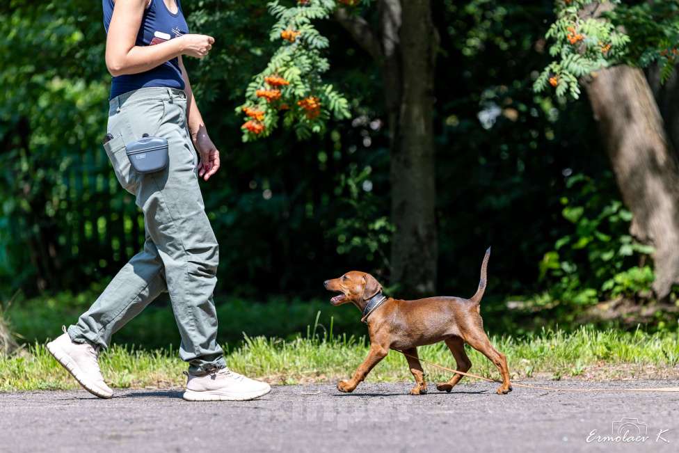Собаки в Подольске: Щенок немецкого пинчера Девочка, 65 000 руб. - фото 6