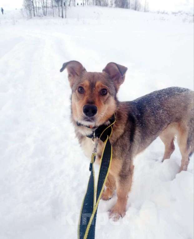 Собаки в Санкт-Петербурге: Небольшая домашняя собачка ищет дом Девочка, Бесплатно - фото 2