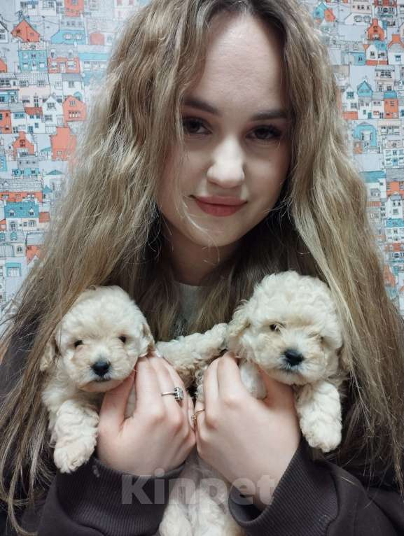 Собаки в Москве: Щенки той пуделя Девочка, 60 000 руб. - фото 2