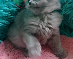 Кошки в Москве: Шотландские котята  Девочка, 10 000 руб. - фото 2