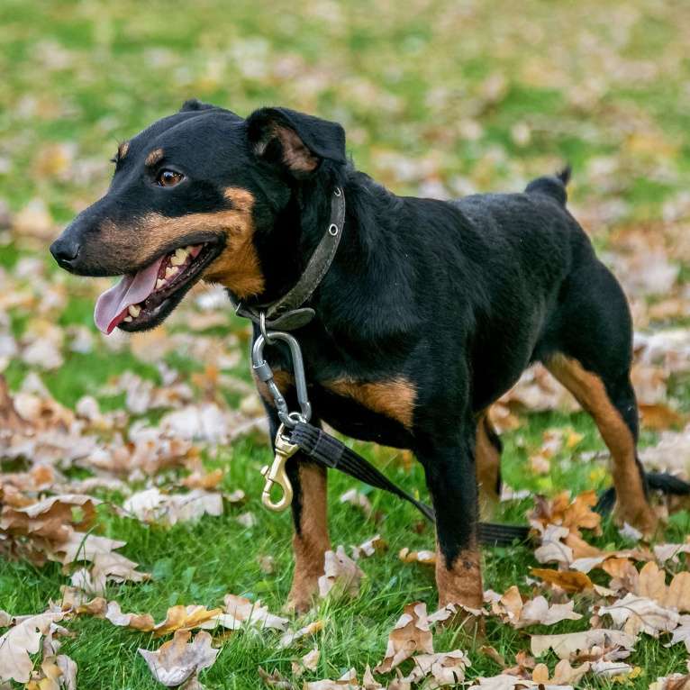 Собаки в Москве: Кекс Мальчик, Бесплатно - фото 16