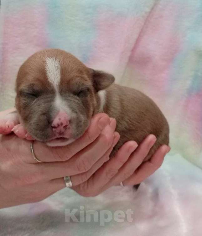 Собаки в Москве: Очаровательный мальчик амстаффа  Мальчик, 100 000 руб. - фото 1