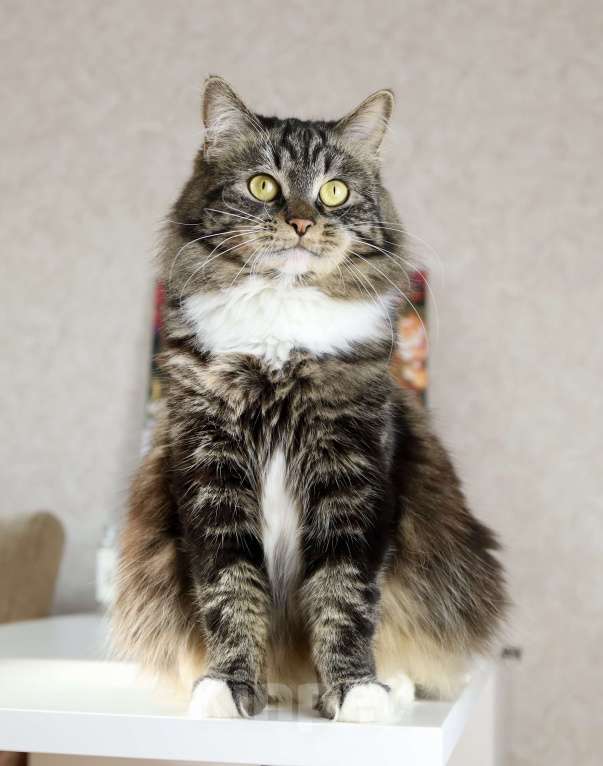 Кошки в Новосибирске: Сибирская кошка Девочка, 15 000 руб. - фото 3