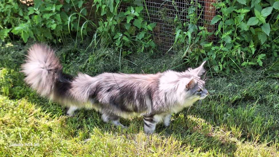 Кошки в Королеве: Котенок помета А; Мейн Кун, Айсберг. Мальчик, 25 000 руб. - фото 5