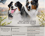 Собаки в Бикине: Аусси Мальчик, 50 000 руб. - фото 1
