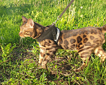Кошки в Курске: Бенгальские котята Девочка, 55 000 руб. - фото 9