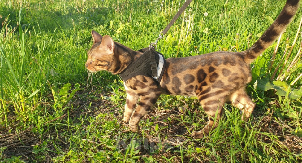 Кошки в Курске: Бенгальские котята Девочка, 55 000 руб. - фото 9