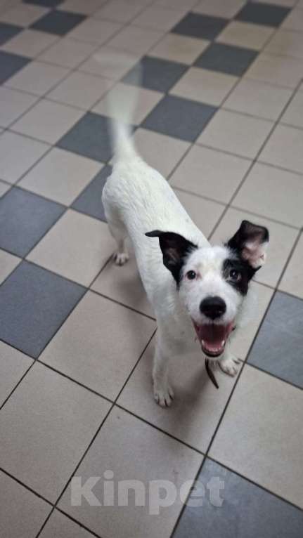 Собаки в Липецке: Малыш Рикки Мальчик, Бесплатно - фото 2