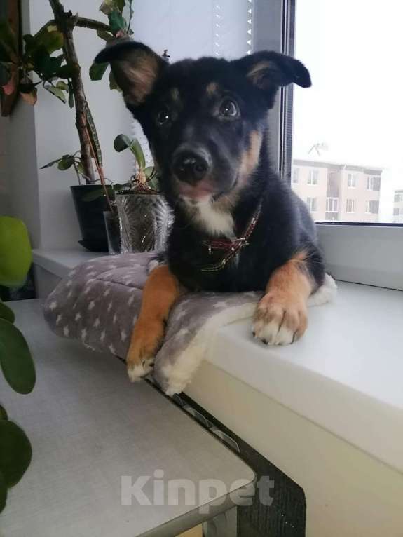 Собаки в Москве: Риччи - жизнь без братана скучна Мальчик, Бесплатно - фото 3