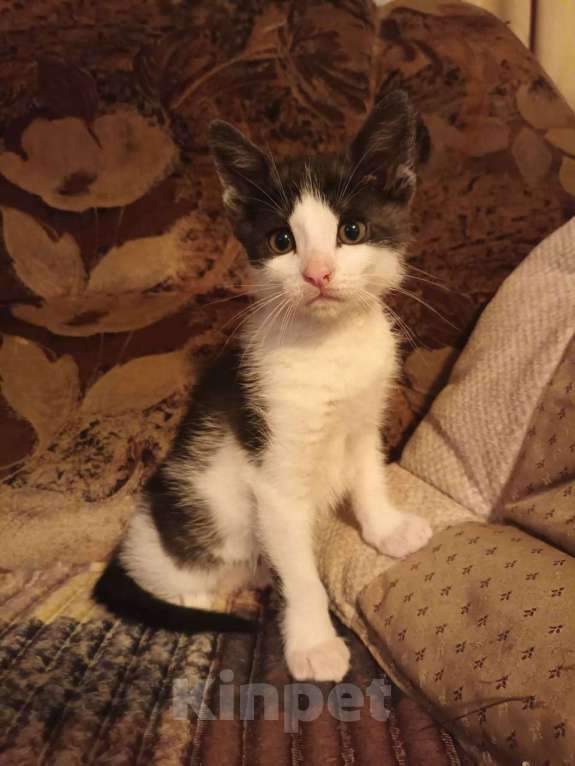 Кошки в Москве: Красивый котенок в дар Мальчик, Бесплатно - фото 6