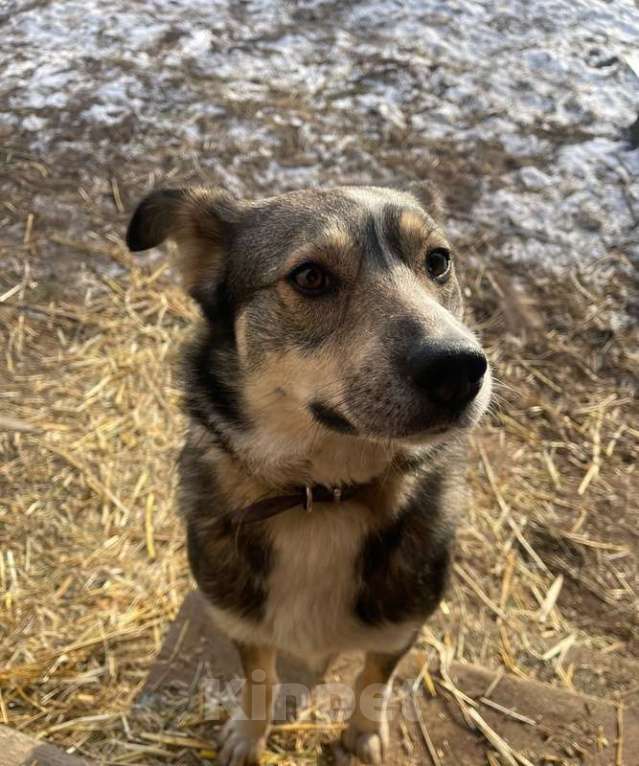 Собаки в Москве: Малышка Найда ищет дом Девочка, 1 руб. - фото 4