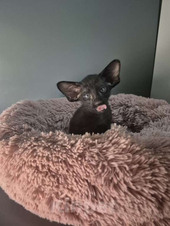 Кошки в Санкт-Петербурге: Ориентальный котенок Мальчик, Бесплатно - фото 2