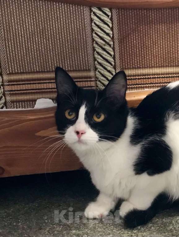 Кошки в Санкт-Петербурге: Клякса Девочка, Бесплатно - фото 2