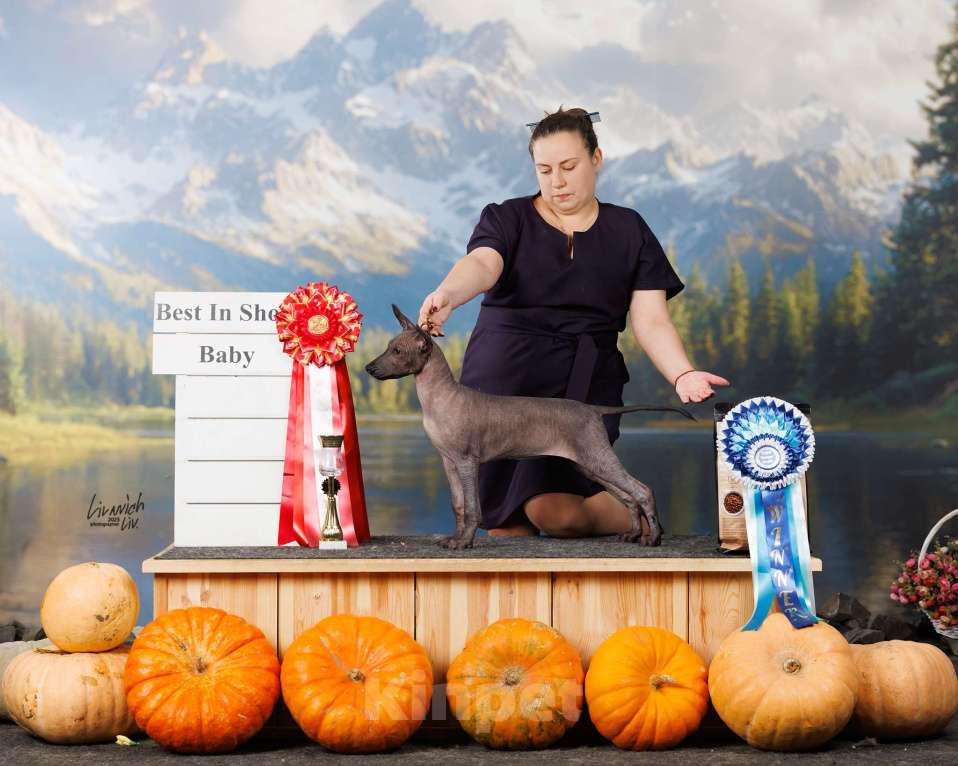 Собаки в Москве: Щенок ксолоитцкуинтли Девочка, Бесплатно - фото 4