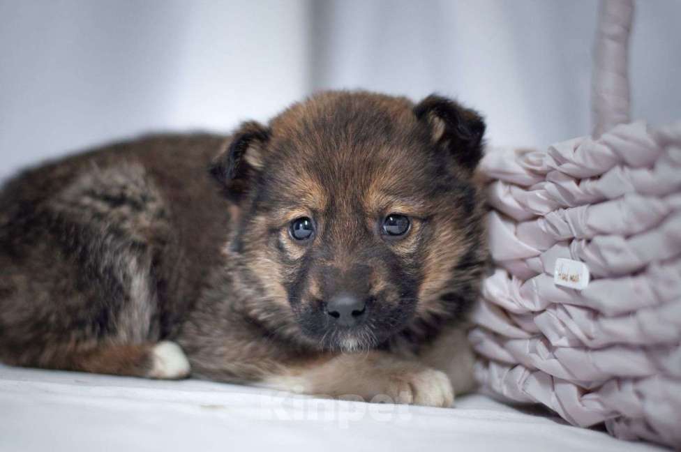 Собаки в Ногинске: Щенок девочка в добрые руки Девочка, Бесплатно - фото 6