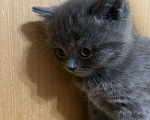 Кошки в Армавире: Девочка серенькая, британская прямоухая  Девочка, 12 000 руб. - фото 2