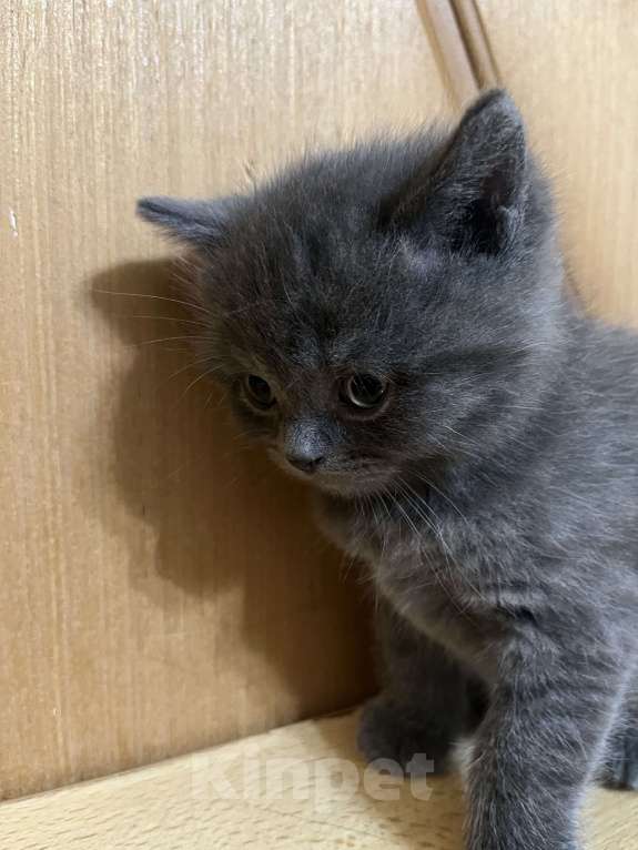 Кошки в Армавире: Девочка серенькая, британская прямоухая  Девочка, 12 000 руб. - фото 2