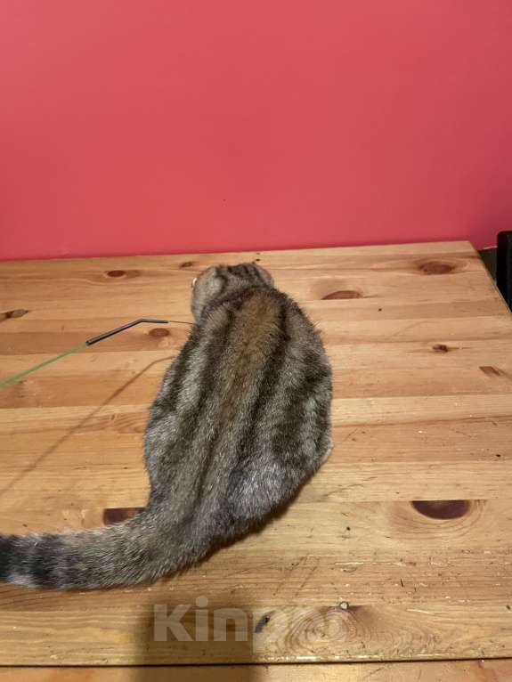 Кошки в Москве: мальчик Мальчик, 30 000 руб. - фото 4