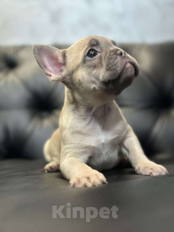 Собаки в Иркутске: Лекс Лагерфельд Мальчик, 60 000 руб. - фото 4