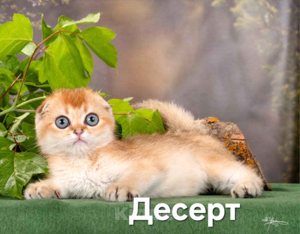 Кошки в других городах Калужской области: Шотландский вислоухий Мальчик, 45 000 руб. - фото 1
