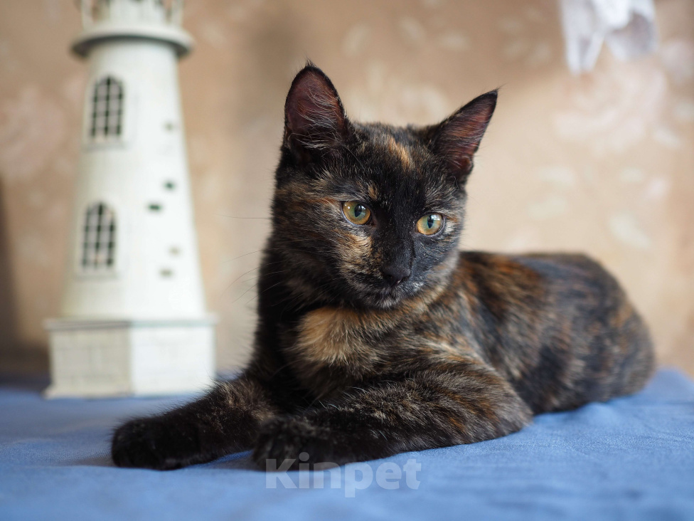 Кошки в Москве: Ласковая и веселая малышка в добрые руки  Девочка, Бесплатно - фото 2