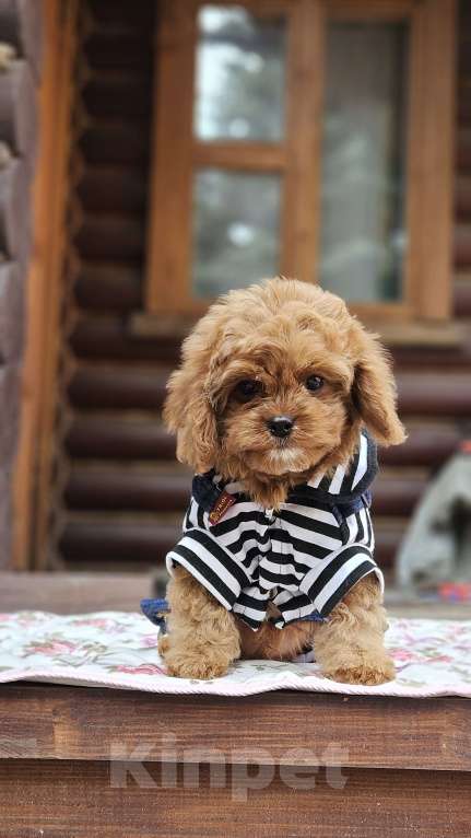 Собаки в Москве: Кавапу щенок мальчик Мальчик, 80 000 руб. - фото 1