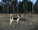 Собаки в Балашихе: Кобель бигля для вязки Мальчик, Бесплатно - фото 2