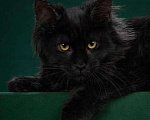 Кошки в Ливны: Котята мейн-кун, 40 000 руб. - фото 1