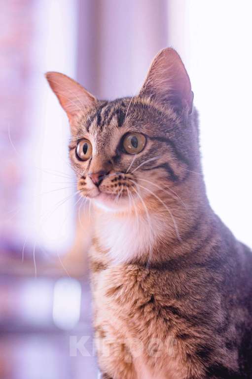 Кошки в Москве: Самая любопытная кошка в мире. Леона ищет дом Девочка, Бесплатно - фото 5