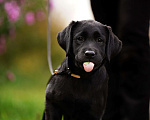 Собаки в Воронеже: Чудесные девочки из питомника Астер Либерти Лабро  Девочка, Бесплатно - фото 1