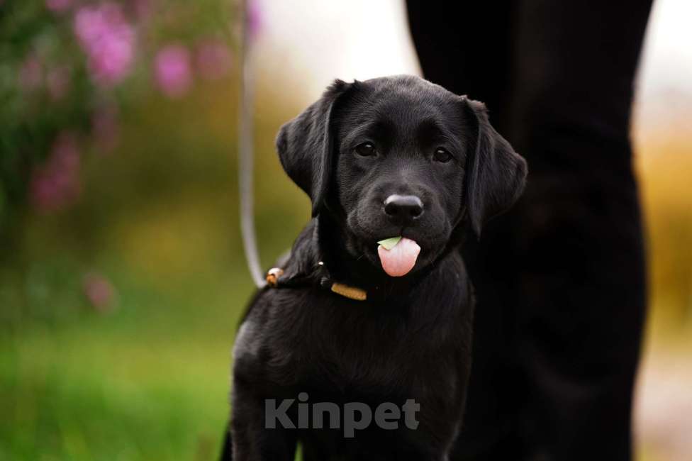Собаки в Воронеже: Чудесные девочки из питомника Астер Либерти Лабро  Девочка, Бесплатно - фото 1