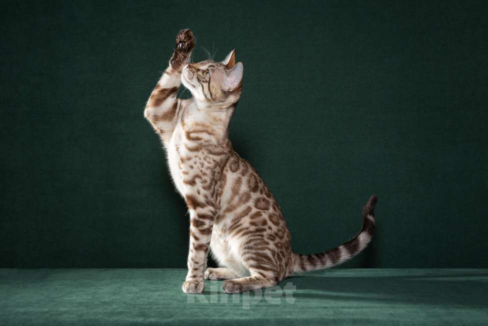 Кошки в Екатеринбурге: Чистокровная бенгальская кошечка Девочка, 55 000 руб. - фото 2