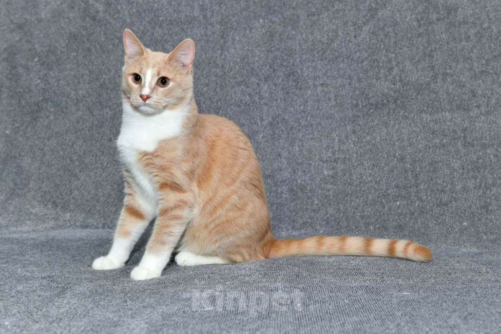 Кошки в Москве: Котик Персик в добрые руки  Мальчик, Бесплатно - фото 3