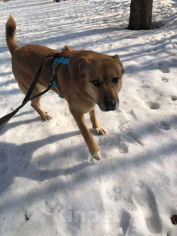 Собаки в Москве: Особенному Вилли тяжело без своего Человека Мальчик, Бесплатно - фото 6