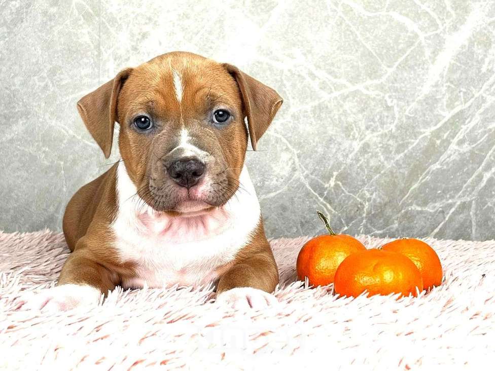 Собаки в Краснодаре: Американский стаффордширский терьер щенок  Мальчик, 80 000 руб. - фото 6