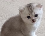 Кошки в Ступино: Котята Шотландская серебристая шиншилла Девочка, 15 000 руб. - фото 1