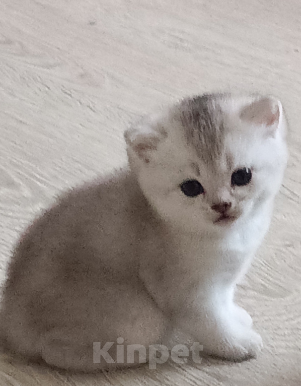 Кошки в Ступино: Котята Шотландская серебристая шиншилла Девочка, 15 000 руб. - фото 1