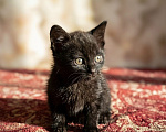 Кошки в Калуге: Котенок Мальчик, Бесплатно - фото 6