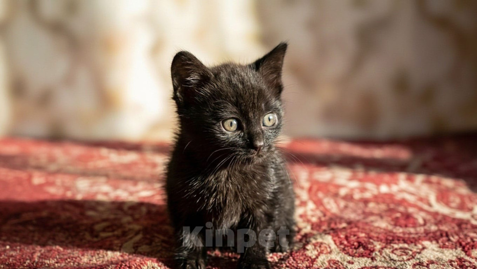 Кошки в Калуге: Котенок Мальчик, Бесплатно - фото 6