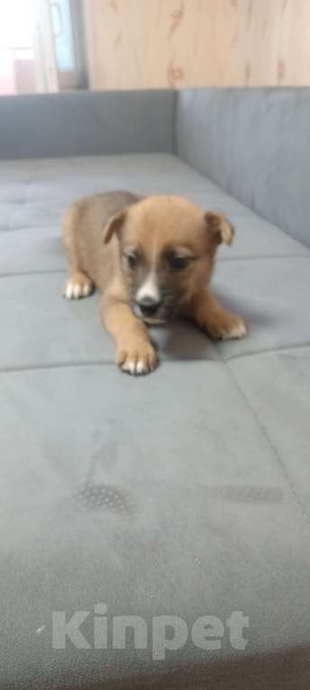 Собаки в Великом Новгороде: щенки  Мальчик, Бесплатно - фото 2