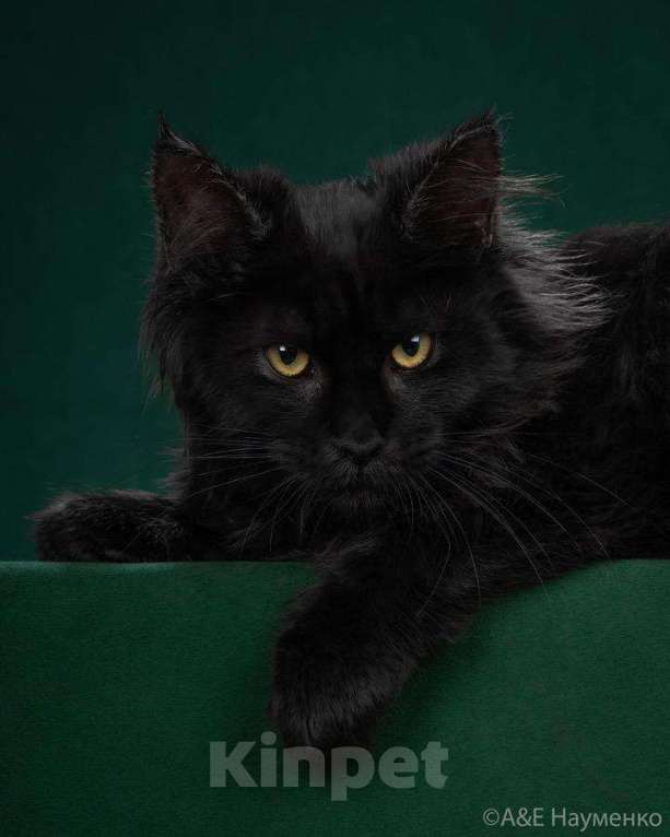 Кошки в Ливны: Котята мейн-кун, 40 000 руб. - фото 1