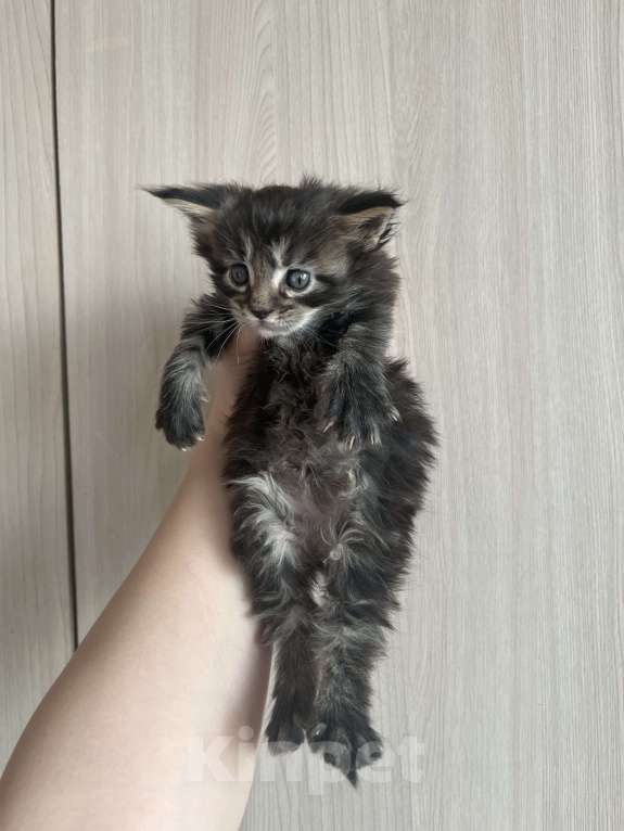 Кошки в других городах Брянской области: Мальчик  Мальчик, 6 000 руб. - фото 3