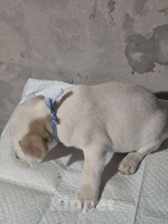 Собаки в Симферополе: Джек рассел терьер, мальчик Мальчик, 9 000 руб. - фото 3